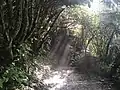 View of Northern Walkway (descending Mt Kaukau)