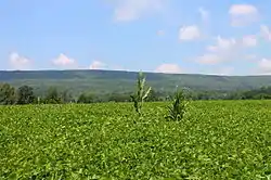 Field and Montour Ridge in Point Township