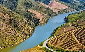 Terraced vineyards along the Douro river