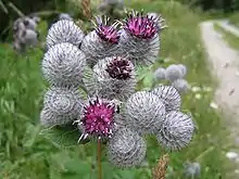 Burdock