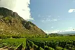 Vineyards in Cafayate