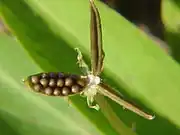 Seed capsule