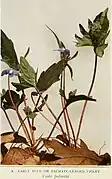 Here given as palmate-leaved violet