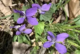 Viola L. — Violet