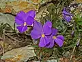 Plant of Viola Bertolonii