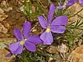 Flowers of Viola Bertolonii