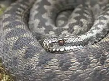 Closeup of snake coils with head resting on coil looking front and left. The gray dorsal scales on the thick coils are clearly seen as having prominent keels.