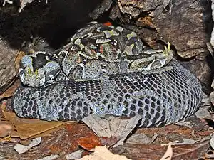 Two B. nasicornis hidden under tree root