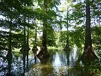 Taxodium in the River Körös