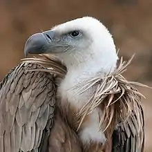 Griffon vultures are common in Alcalá del Valle