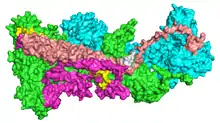 Surface model of the WAVE regulatory complex