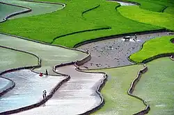 Terraced fields in Tú Lệ