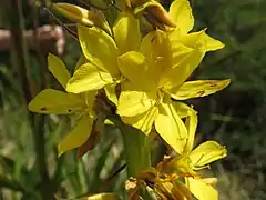 W. thyrsiflora flower