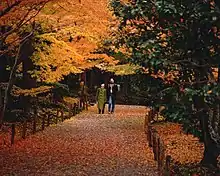 Leaf peeping (Momiji)