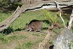 Wallaby