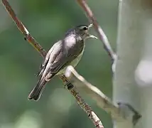 Vireo singing Ruby Mountains, Nevada