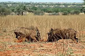 Young males fightingTswalu Kalahari Reserve, South Africa