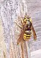 Dolichovespula media (a European tree wasp) stripping wood from a fence for use in nest construction