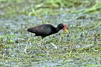 Adult J. j. hypomelaenaChagres River, Panama