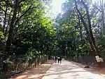 Way to Temple through forest