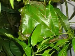 Weaver ant nest on a mango tree