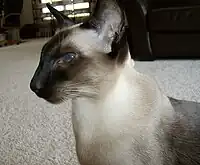 Modern "wedgehead" seal point Siamese cat