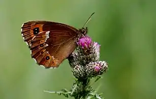 Underside view showing the typical white streak