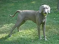 Weimaraner with uncropped tail