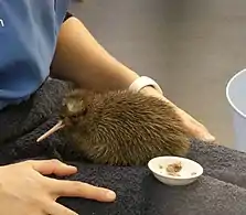 Hand feeding a young chick