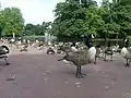 A flock of Canada Geese, Branta Canadensis