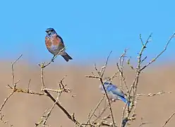 Western bluebirds (Sialia mexicana) populations have rebounded with placement of nesting boxes throughout the preserve.