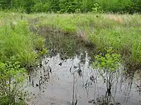 Emergent slough along the Cumberland River, Tennessee