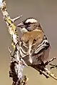 femaleP. m. mahaliTswalu Kalahari Reserve, South Africa