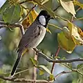 P. l. leucotis,  Bharatpur, Rajasthan, India