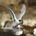 White-fronted tern flapping its wings as it lands