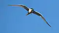 White-fronted tern flying with fish in its beak