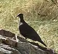 White-quilled rock pigeon showing typical jizz, Moochalabra Dam, near Wyndham, WA