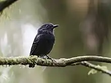 White-streaked antvireo