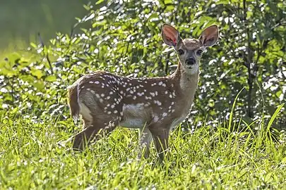 O. v. nelsoni, fawn about two weeks old, Belize