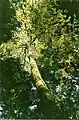 White beech, Lamington National Park, Qld