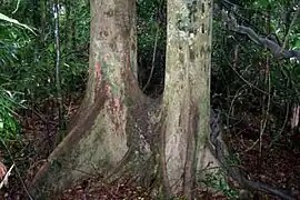 Twin white booyong - Booyong Flora Reserve