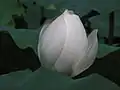 White Lotus Blossom