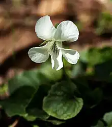 White Violet (Viola alba) in Pennsylvania