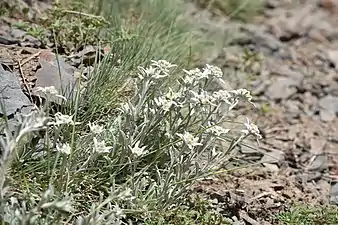 Sparse Alpine vegetation, Jun '18