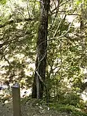 White alder tree overlooking creek in the park.  Thick vines of poison oak have grown around the base of the tree.