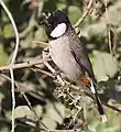 At  Bharatpur, Rajasthan, India