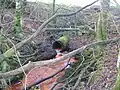 Modern drainage pipe for the Whitehill Loch Burn.