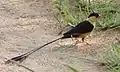 Shaft-tailed whydah