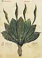 Cod. Vind. 93 13th cent. Arnoglossa. Plantago