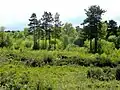 Scrub, conifers and deciduous trees Wigpool Common